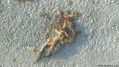 Ctenosaura similis similis