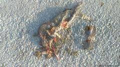 Ctenosaura similis similis