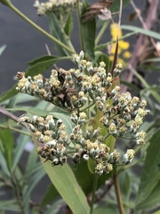 Eupatorium serotinum
