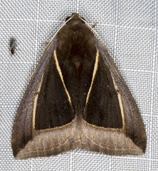 Chalciope alcyona