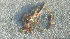 Ctenosaura similis similis