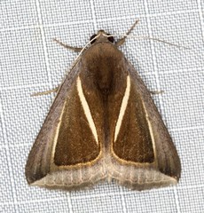 Chalciope alcyona