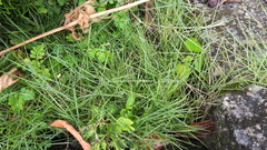 Zoysia pacifica