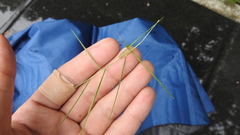 Zoysia pacifica