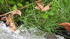 Zoysia pacifica