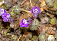 Hygrophila serpyllum
