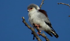 Polihierax semitorquatus