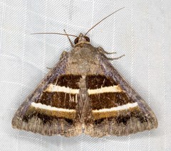 Grammodes cooma