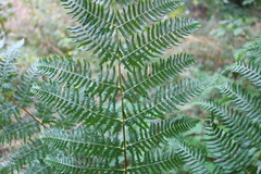 Pteridium tauricum