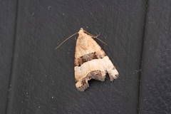 Pseudozarba bipartita