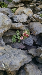 Ranunculus glacialis