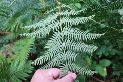 Pteridium tauricum