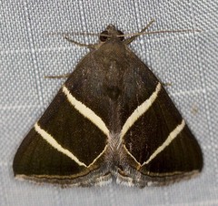 Grammodes justa