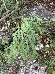 Amorpha fruticosa