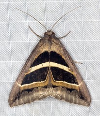 Grammodes occulta