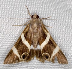 Grammodes ocellata