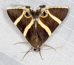 Grammodes ocellata