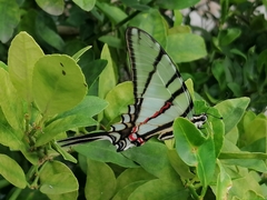 Protographium epidaus epidaus
