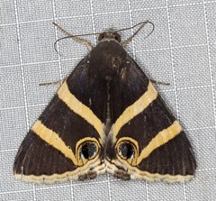 Grammodes ocellata