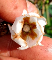 Trichodesma physaloides