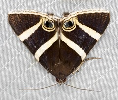 Grammodes ocellata