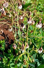 Trichodesma physaloides