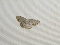 Idaea camparia