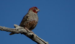 Amadina erythrocephala
