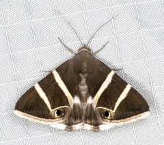 Grammodes oculata