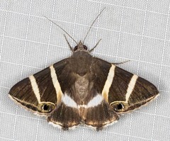 Grammodes oculicola