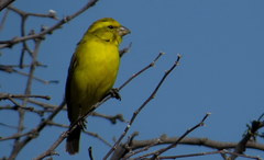 Crithagra flaviventris