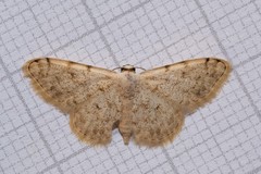 Scopula sacraria