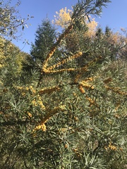 Hippophae