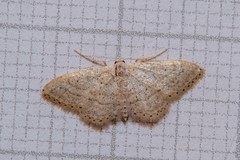 Idaea palaestinensis