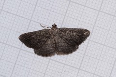 Rhoptria asperaria