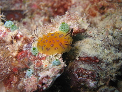 Halgerda indotessellata