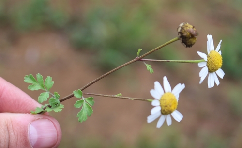 Tanacetum partheniifolium