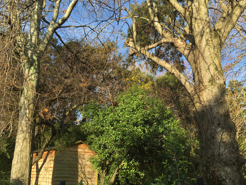 Kowhai (Sophora microphylla)