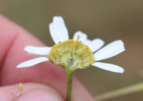 Tanacetum partheniifolium
