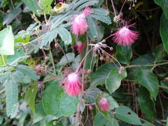 Calliandra californica