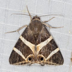 Grammodes oculicola