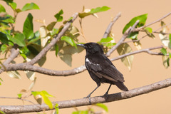 Myrmecocichla nigra
