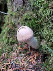 Cortinarius alboglobosus