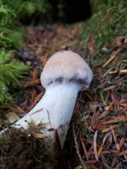 Cortinarius alboglobosus