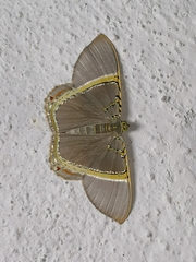 Phrygionis privignaria