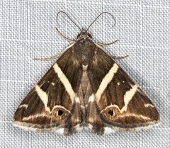 Grammodes pulcherrima