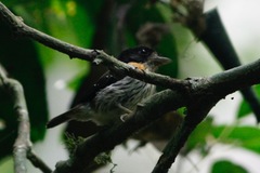 Smithornis rufolateralis