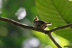 Smithornis rufolateralis