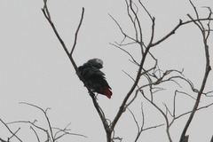 Psittacus erithacus erithacus