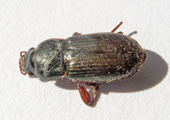 Harpalus affinis